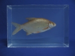 Foto Galerie/Cypriniformes/Cyprinidae/Blicca bjoerkna_01_SS.jpg